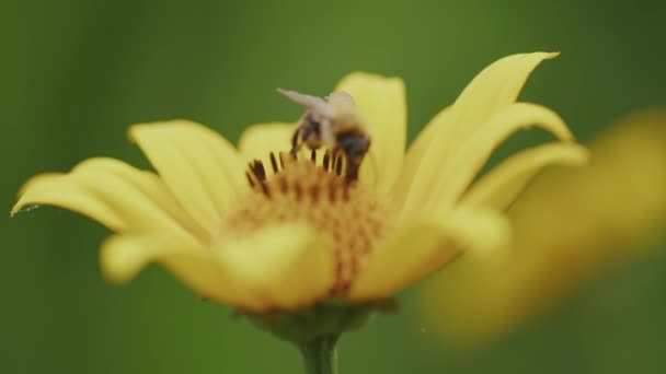 クローズアップの蜂の魅力的な黄色のデイジーフラワーディスクフォーカスラック 緑のボケ — ストック動画