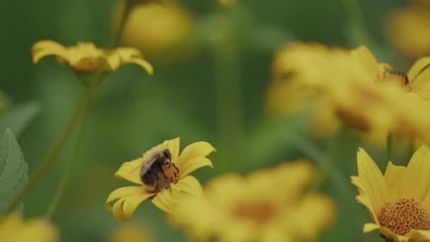 Werkbijen Vliegen Tussen Wuivende Gele Madeliefjes Veld Bestuivende Bloemen — Stockvideo