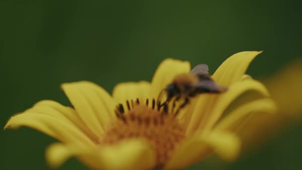 Μέλισσα Εργάτης Συλλέγει Γύρη Από Φωτεινό Κίτρινο Λουλούδι Ταλαντεύεται Στο — Αρχείο Βίντεο