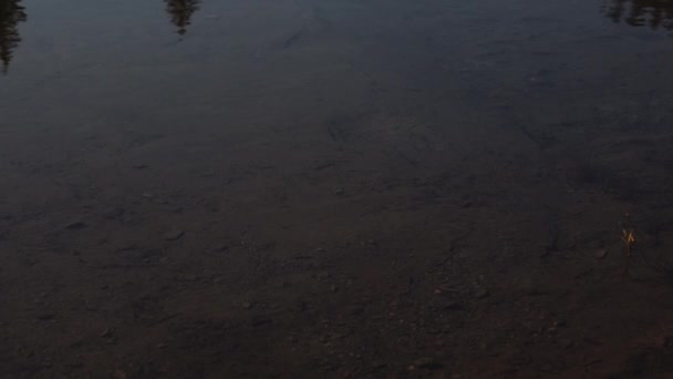 Untiefes Dunkles Wasser Ufer Des Sees Kursorische Flüssigkeit Mit Steinen — Stockvideo
