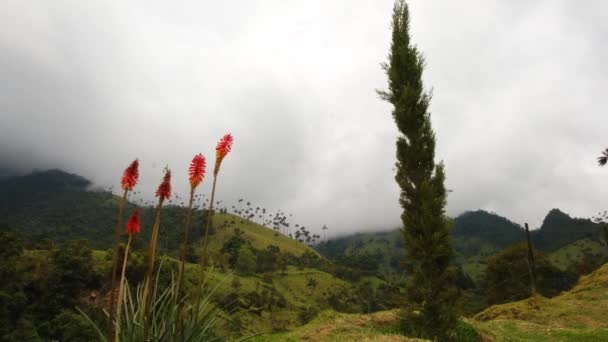 Red Blossom Flower Cocora Valley Kniphofia Hot Pokers Nevados Colombian — Stock Video