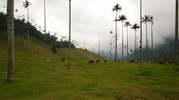 Salento Konie Jedzące Trawę Cocora Valley Subtropikalny Las Pobliżu Chmur — Wideo stockowe