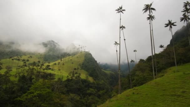 Quindio Wax Palm Native Humid Montane Forest Andok Kolumbia Cocora — Stock videók