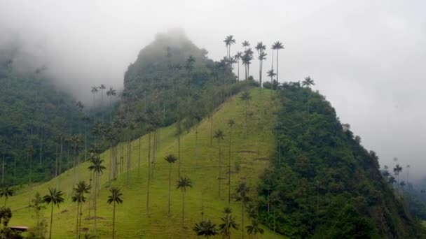 Cloud Forest Cocora Valley Górach Andyjskich Obszar Palm Woskowych Quindio — Wideo stockowe