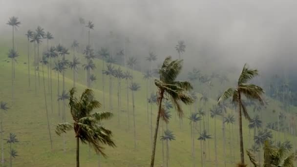 Cloudy Forest Quindio Wax Palms Waving Weather Cocora Valley Salento — стокове відео