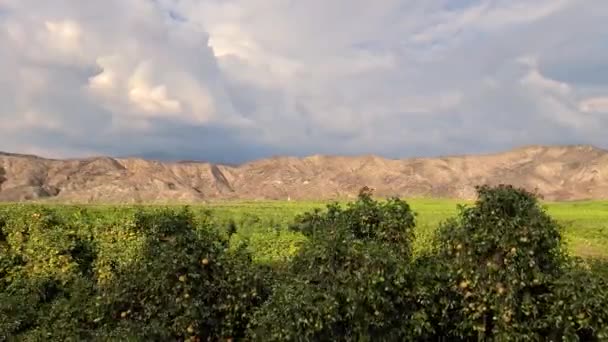 Hemet California Abd Yangınlardan Sonra Portakal Ağaçları Olan Bir Tepenin — Stok video