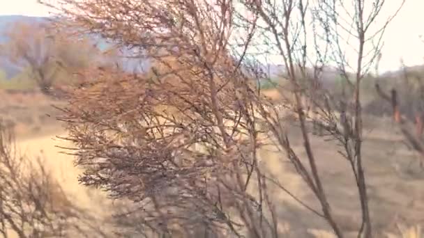 Camion Passe Des Broussailles Brûlées Soufflant Dans Vent Suite Incendie — Video