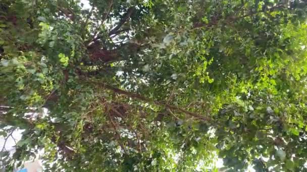 Tiro Vertical Bajo Ángulo Árboles Selva Tropical Verde Sylhet Bangladesh — Vídeos de Stock