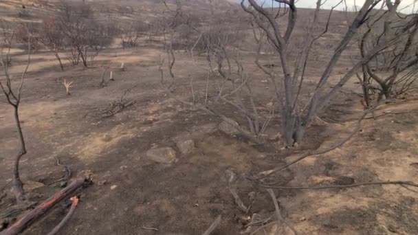 山火事で森が焼けてしまった カリフォルニアの高地の黒い枯れ木 パンニング ショット — ストック動画