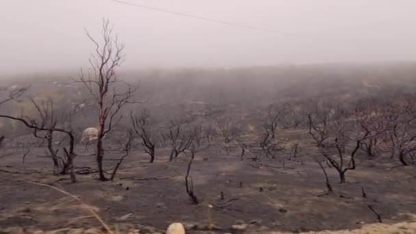 被烧毁的树木 失火后被毁的植被 自然灾害 — 图库视频影像