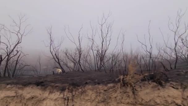 Pov Fahren Vorbei Verkohlten Verbrannten Bäumen Und Landschaft Bei Hemet — Stockvideo
