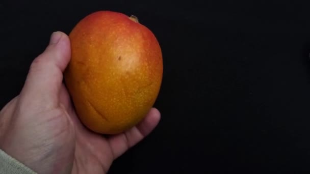 Video Mango Ovoce Ruka Drží Ovoce Před Černým Pozadím Točí — Stock video