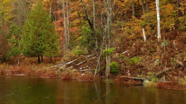 Seberang Sungai Masih Hutan Musim Gugur Penuh Warna Hijau Emas Stok Rekaman Bebas Royalti