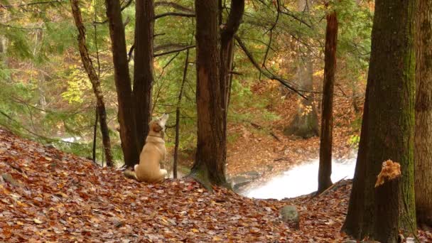 Pes Labrador Sedí Lese Vedle Vodopádu Podzim Podzim — Stock video