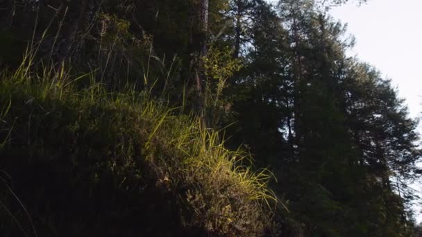 Χαμηλή Γωνία Άποψη Του Edge Hill Mountain Woodland Καλύπτονται Από — Αρχείο Βίντεο