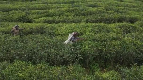 Aerial Drone Shot Tea Pickers Sri Lanka Nuwara Eliya — Stock Video