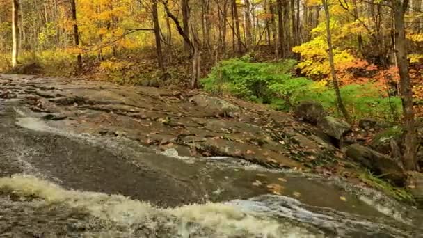 Sonbahar Mevsiminde Sinematik Orman Nehir Akıntısı Sağa Kayar — Stok video
