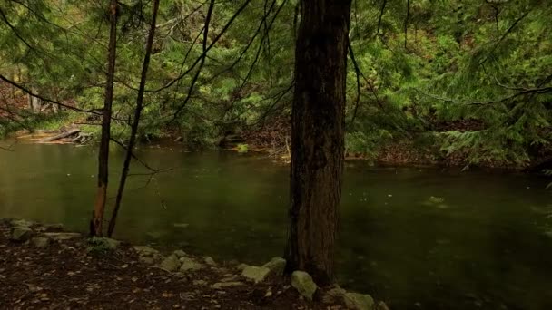 Pitoresco Rio Fluxo Lento Através Uma Floresta Verdejante Quando Começa — Vídeo de Stock