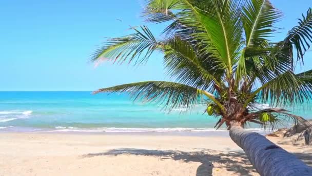 Leżące Drzewo Kokosowe Nad Białym Piaskiem Tropikalnej Plaży Turkusowej Wody — Wideo stockowe