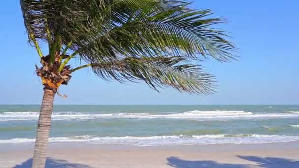 Blåsig Dag Solig Tropisk Strand Palm Träd Och Havsvågor Bryta — Stockvideo