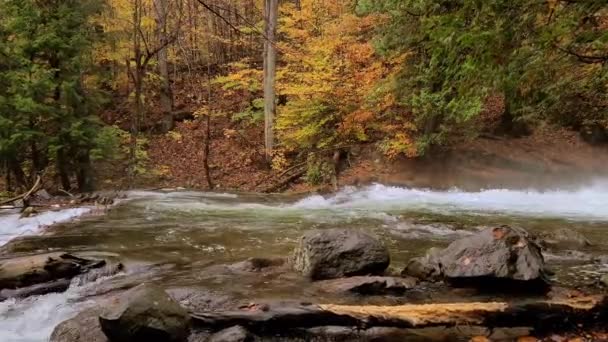 Río Hinchado Bosque Durante Otoño Arroyo Forestal Flujo Rápido — Vídeos de Stock