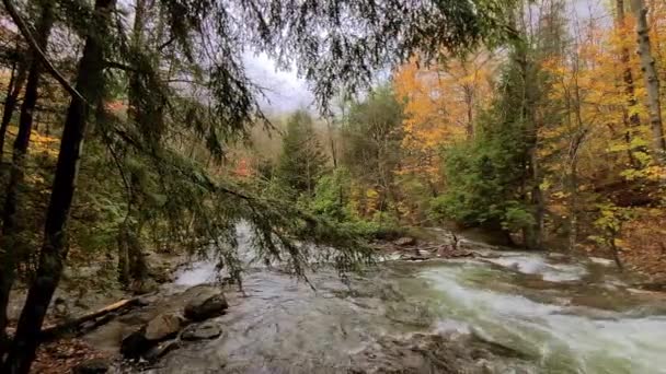 Paisagem Natural Rio Fluindo Pela Floresta Exuberante Outono Folhas Coloridas — Vídeo de Stock