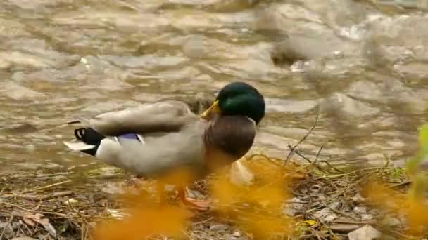 一只鸭子正在河边修剪自己 — 图库视频影像