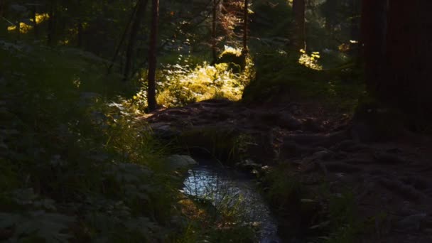 Creek Flowing Water Stream Soil Ground Surface Vegetation Plants Trees — Αρχείο Βίντεο