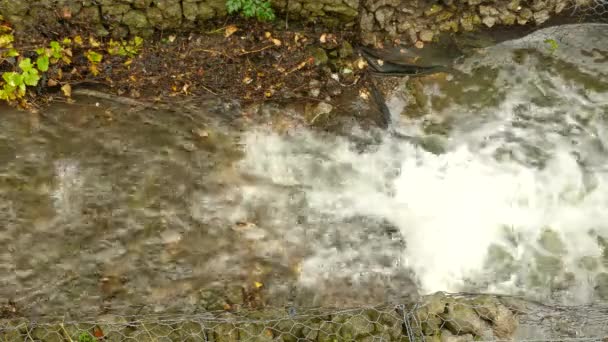 鲑鱼鱼试图跳过瀑布溪流 加拿大的小河漂流 静态高角视图 — 图库视频影像