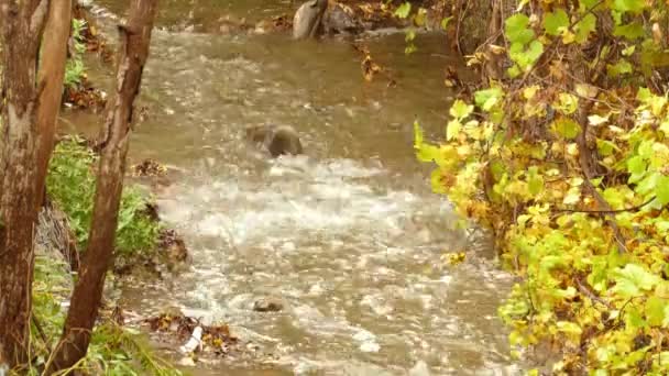 Peces Trucha Masivos Saltando Río Arriba Para Desovar Temporada Otoño — Vídeo de stock