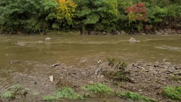 川の水面に白い鳥がたむろして飛び去った — ストック動画