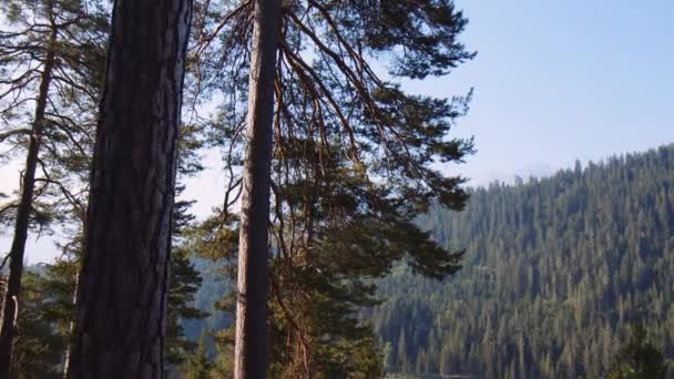 Pine Forest Fir Trees Top Mountain Early Summer Morning Lush — Αρχείο Βίντεο
