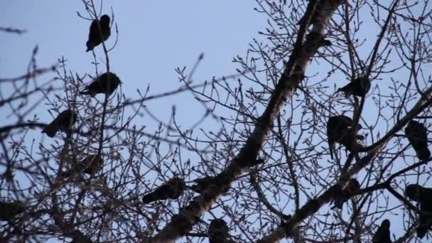 Kargalar Çıplak Ağaç Dallarında Siluetler Görüntü Görüntüsü — Stok video