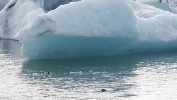 Deniz Memelileri Jkulsrand Daki Buzdağının Altında Soğuk Okyanus Suyunda Yüzüyor — Stok video