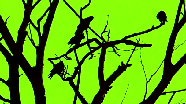 Silhouettes Crows Sitting Tree Branches Green Screen Background — Vídeos de Stock