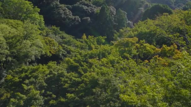 Împușcat Frunze Deasupra Unei Păduri Vântul Suflând Ușor Copacii Timpul Clip video