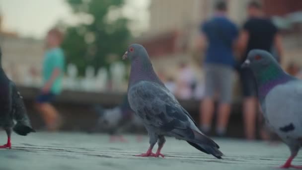 Крупный План Некоторых Голубей Ищущих Еду Рыночной Площади Кракова Польше — стоковое видео
