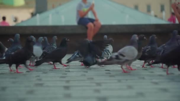 Видео Показывает Большую Дюлу Голубей Идущих Рыночной Площади Кракове Польша — стоковое видео