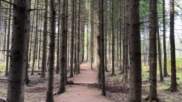 Wąska Ścieżka Między Suchym Lasem Świerkowym Drzewami Linii — Wideo stockowe
