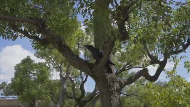 Tiro Corvo Durante Dia Galho Árvore Que Move Redor Depois — Vídeo de Stock