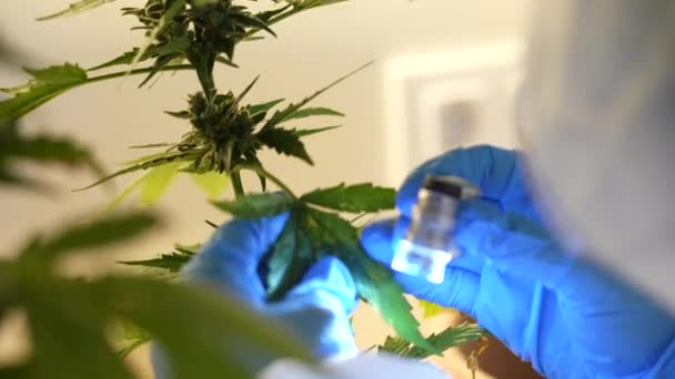 Nahaufnahme Von Wissenschaftlern Die Blätter Und Knospen Von Cannabispflanzen Einem — Stockvideo