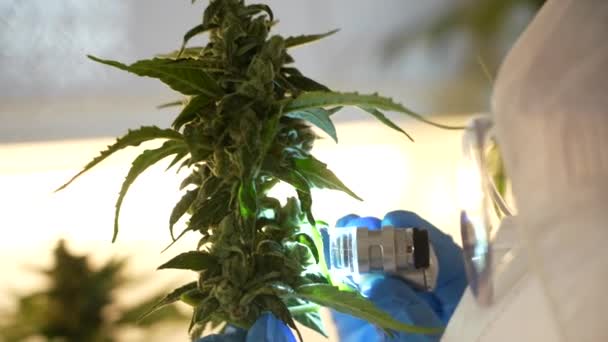 无法辨认的高加索科学家在室内实验室里观察到大麻植物的芽 大麻药用植物Cbd Marihuana 4K的创新与效益调查 — 图库视频影像