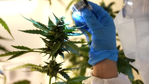 Acércate Mano Científica Con Guantes Examinando Estudiando Brote Planta Cannabis — Vídeos de Stock