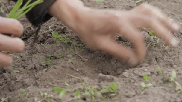 Mann Mit Schmutzigen Händen Pflanzt Keime Auf Ein Feld — Stockvideo