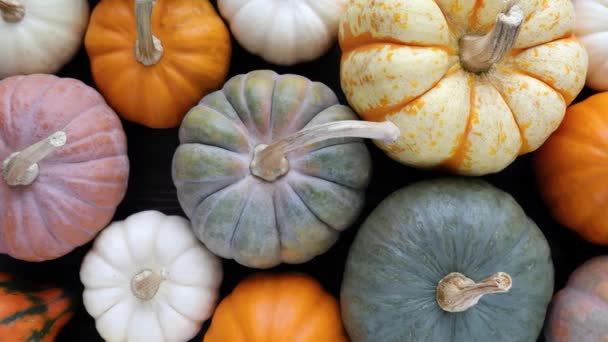 Abóboras Diferentes Fundo Vegetal Conceito Alimentação Saudável Hora Halloween — Vídeo de Stock