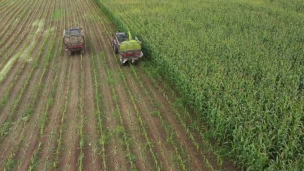 Kukuřičná Vstupní Surovina Biomasy Sklízená Zajištění Rostoucí Poptávky Čisté Zelené — Stock video