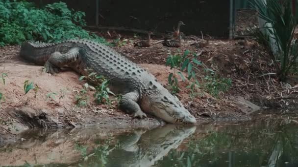 Крокодил Идет Купаться — стоковое видео