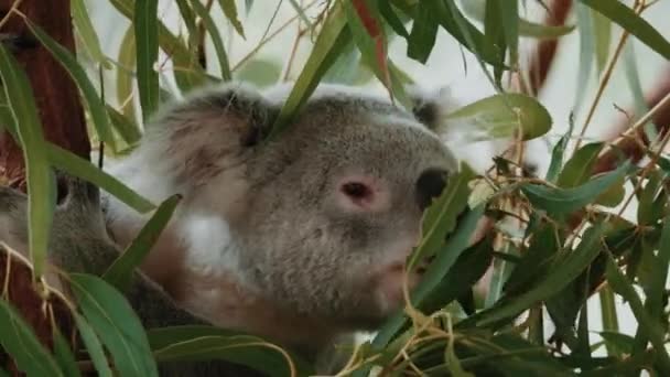 Koala Smelling Eating Eucalyptus — Stock Video