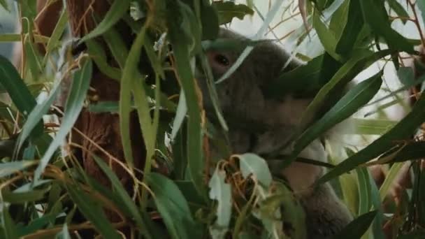 Ein Koala Frisst Eukalyptusblätter — Stockvideo