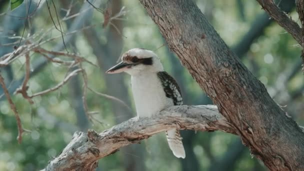Ein Kookaburra Vogel Sitzt Auf Einem Ast Und Der Schwanz — Stockvideo